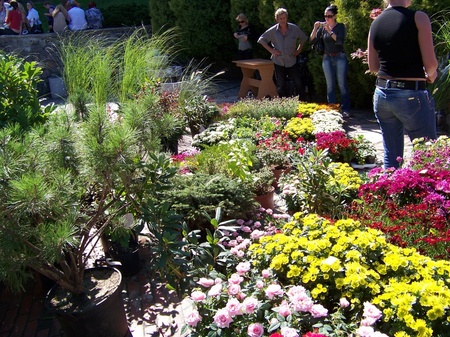 Виставка квітів